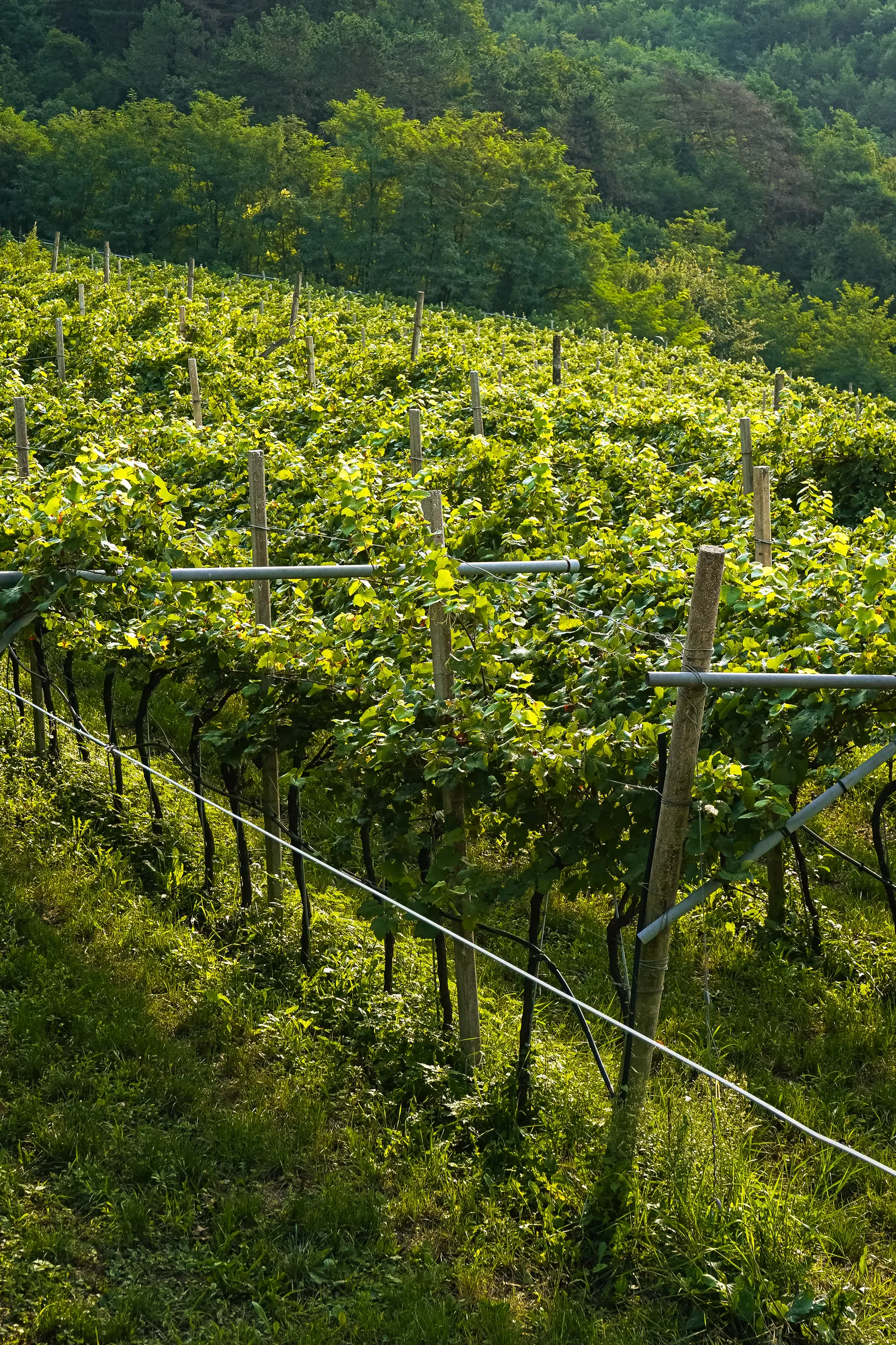 OX_DSC02351_Comingsoon